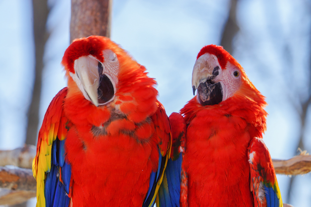 親しくなりたいときは、相手のくせを真似てみよう！ 模倣行動に隠された意味 一般社団法人 日本産業カウンセラー協会