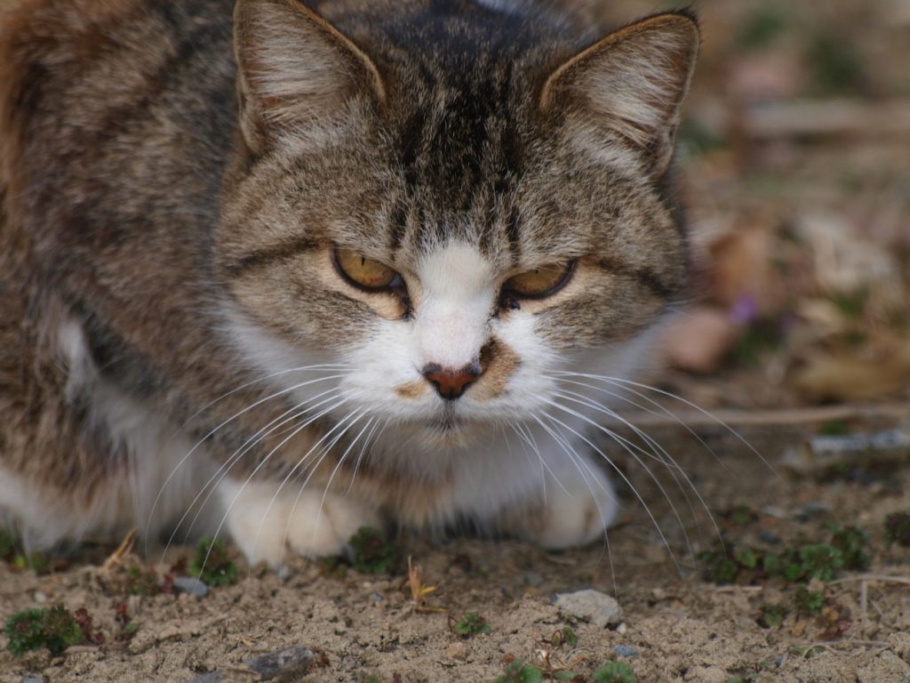 飼い主なら絶対に知りたい ネコの性格診断ができる5つ性格因子とは 